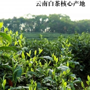 白毫银针