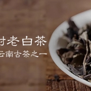 古树老白茶