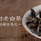 古树老白茶